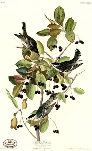 Pdxc20668 -- Audubon Black-Poll Warbler Color Illustration