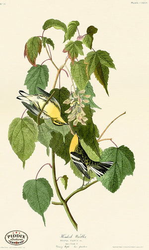 Pdxc20669 -- Audubon Hemlock Warbler Color Illustration