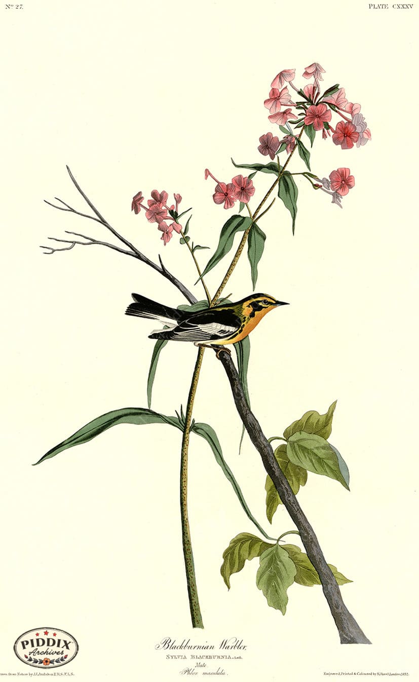Pdxc20670 -- Audubon Blackburnian Warbler Color Illustration
