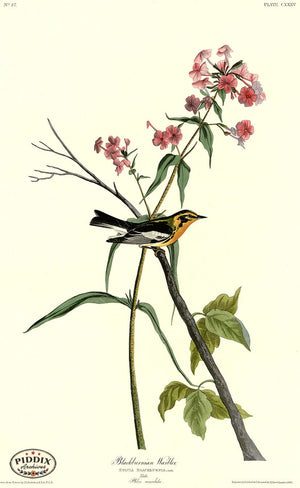 Pdxc20670 -- Audubon Blackburnian Warbler Color Illustration
