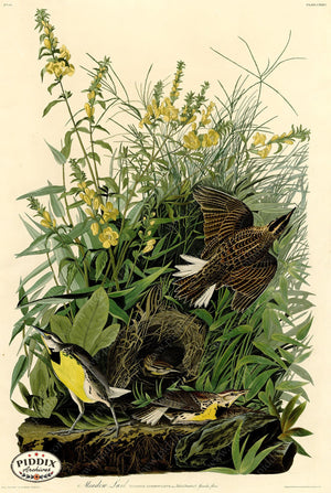 Pdxc20671 -- Audubon Meadowlark Color Illustration