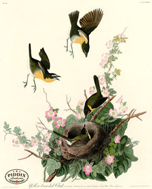 Pdxc20672 -- Audubon Yellow-Breasted Chat Color Illustration