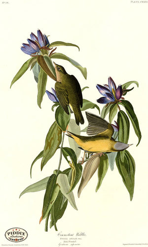 Pdxc20673 -- Audubon Connecticut Warbler Color Illustration