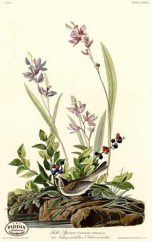 Pdxc20674 -- Audubon Field Sparrow Color Illustration