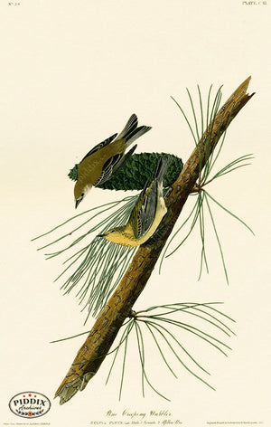 Pdxc20675 -- Audubon Pine Creeping Warbler Color Illustration