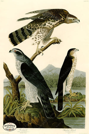 Pdxc20676 -- Audubon Stanley Hawk Color Illustration