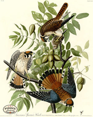 Pdxc20677 -- Audubon American Sparrow Hawk Color Illustration
