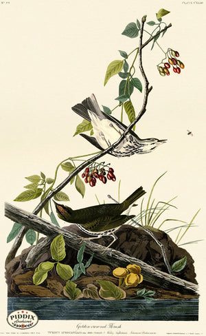 Pdxc20678 -- Audubon Golden-Crowned Thrush Color Illustration