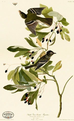 Pdxc20679 -- Audubon Small Green Crested Flycatcher Color Illustration