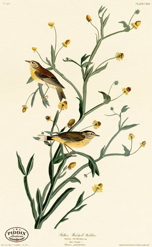 Pdxc20680 -- Audubon Yellow Red-Poll Warbler Color Illustration