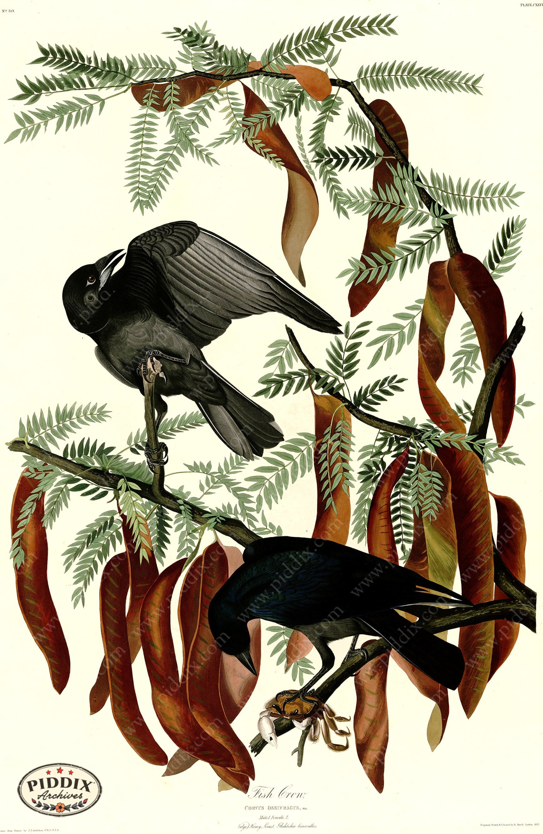 Pdxc20681 -- Audubon Fish Crow Color Illustration