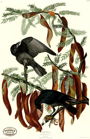 Pdxc20681 -- Audubon Fish Crow Color Illustration