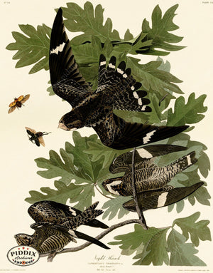 Pdxc20682 -- Audubon Night Hawk Color Illustration