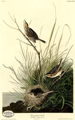 Pdxc20684 -- Audubon Sharp-Tailed Finch Color Illustration