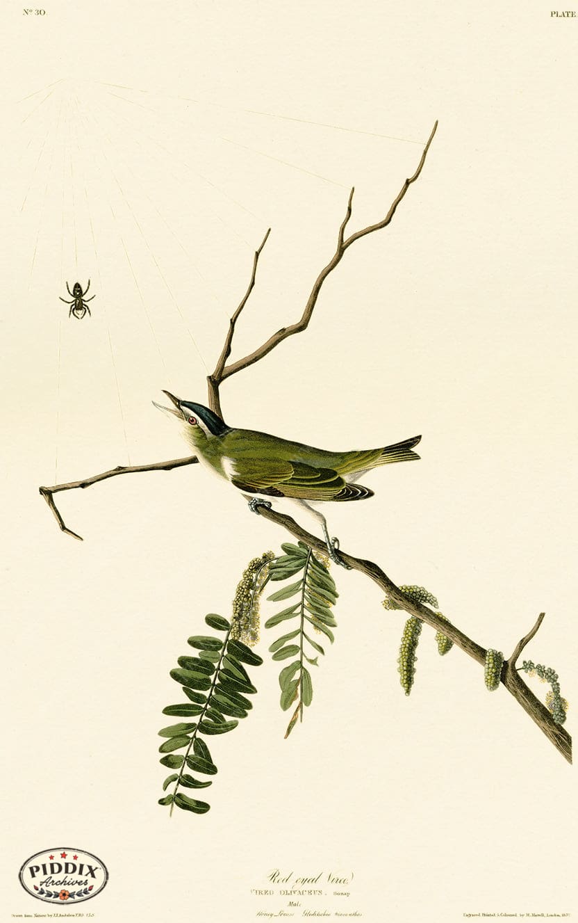 Pdxc20685 -- Audubon Red-Eyed Vireo Color Illustration