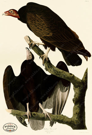 Pdxc20686 -- Audubon Turkey Buzzard Color Illustration