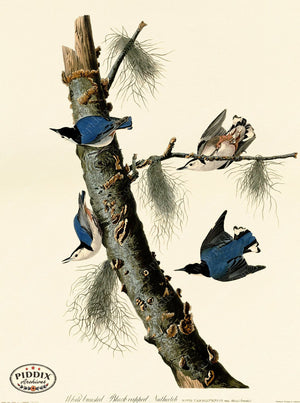 Pdxc20687 -- Audubon White-Breasted Black-Capped Nuthatch Color Illustration