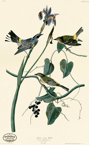 Pdxc20688 -- Audubon Yellow-Crown Warbler Color Illustration