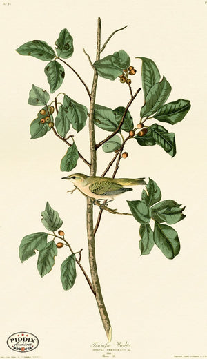 Pdxc20689 -- Audubon Tennessee Warbler Color Illustration