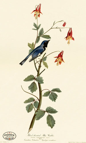 Pdxc20690 -- Audubon Black-Throated Blue Warbler Color Illustration
