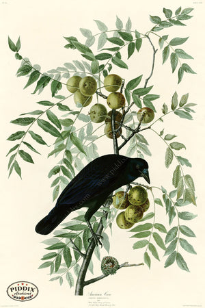 Pdxc20691 -- Audubon American Crow Color Illustration