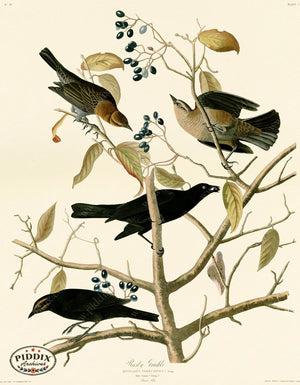 Pdxc20692 -- Audubon Rusty Grakle Color Illustration