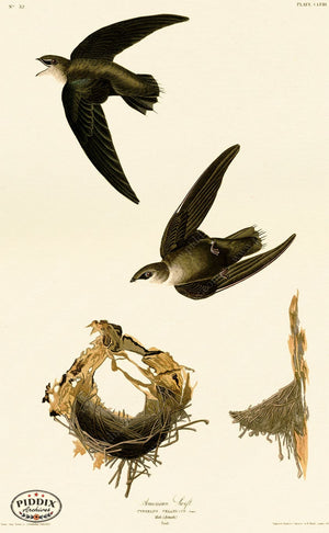 Pdxc20693 -- Audubon American Swift Color Illustration
