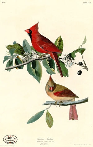 Pdxc20694 -- Audubon Cardinal Grosbeak Color Illustration