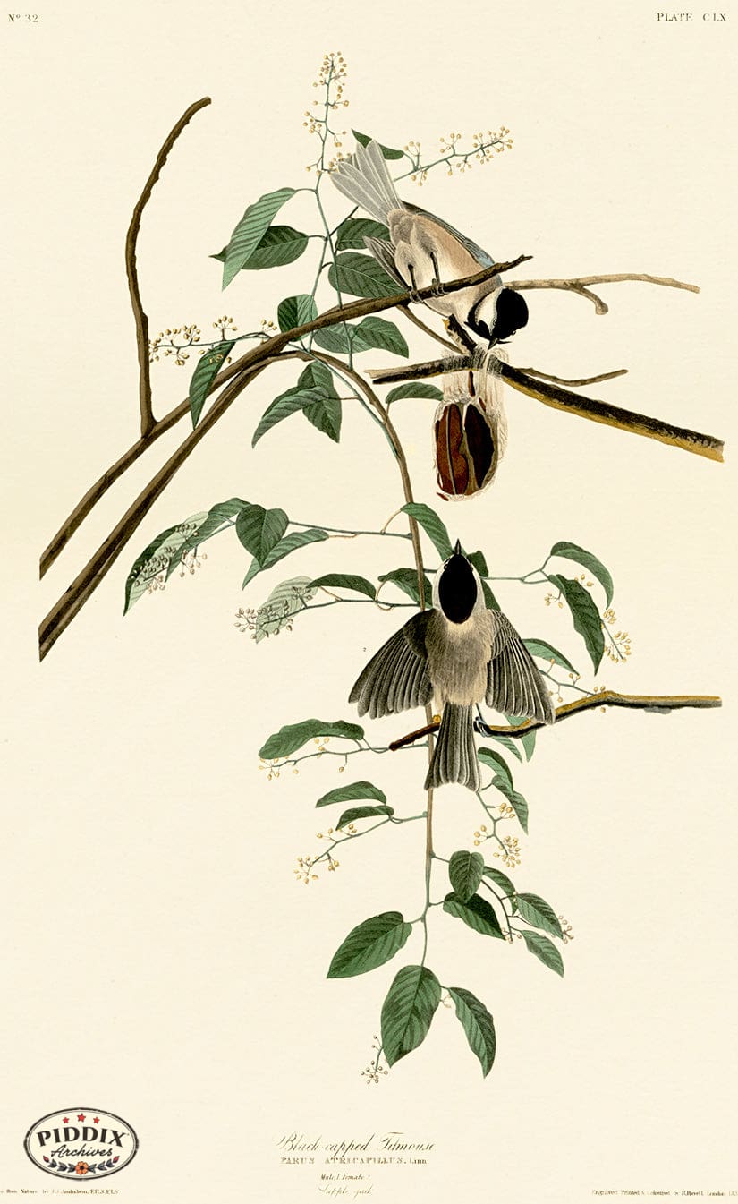 Pdxc20695 -- Audubon Black-Capped Titmouse Color Illustration