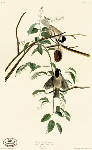 Pdxc20695 -- Audubon Black-Capped Titmouse Color Illustration
