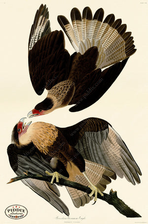 Pdxc20696 -- Audubon Brasilian Caracara Eagle Color Illustration