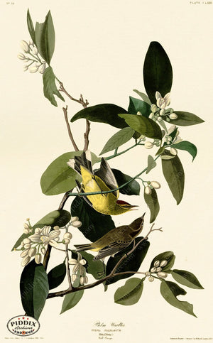 Pdxc20698 -- Audubon Palm Warbler Color Illustration