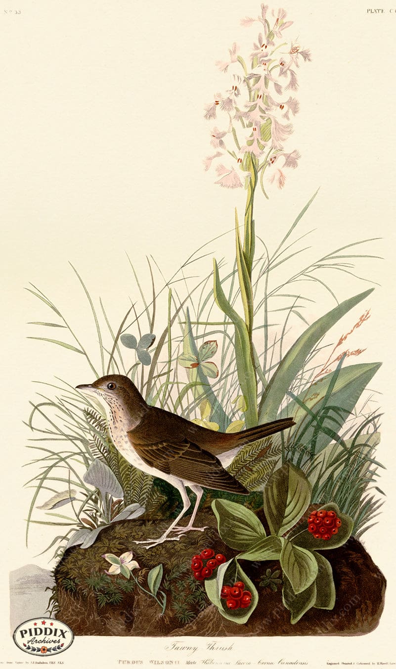 Pdxc20699 -- Audubon Tawny Thrush Color Illustration