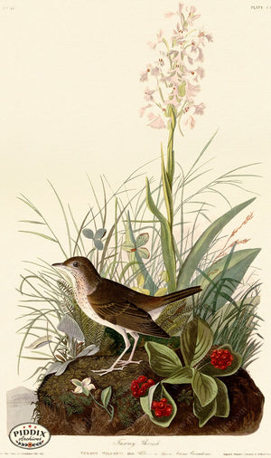Pdxc20699 -- Audubon Tawny Thrush Color Illustration