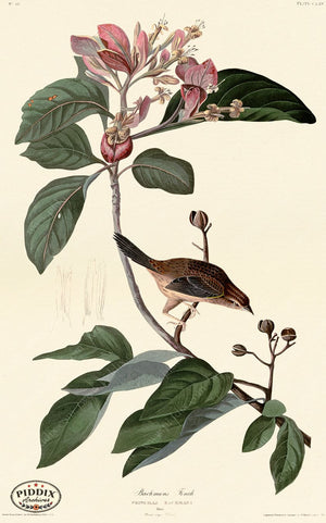 Pdxc20700 -- Audubon Bachmans Finch Color Illustration