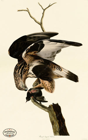 Pdxc20701 -- Audubon Rough-Legged Falcon Color Illustration
