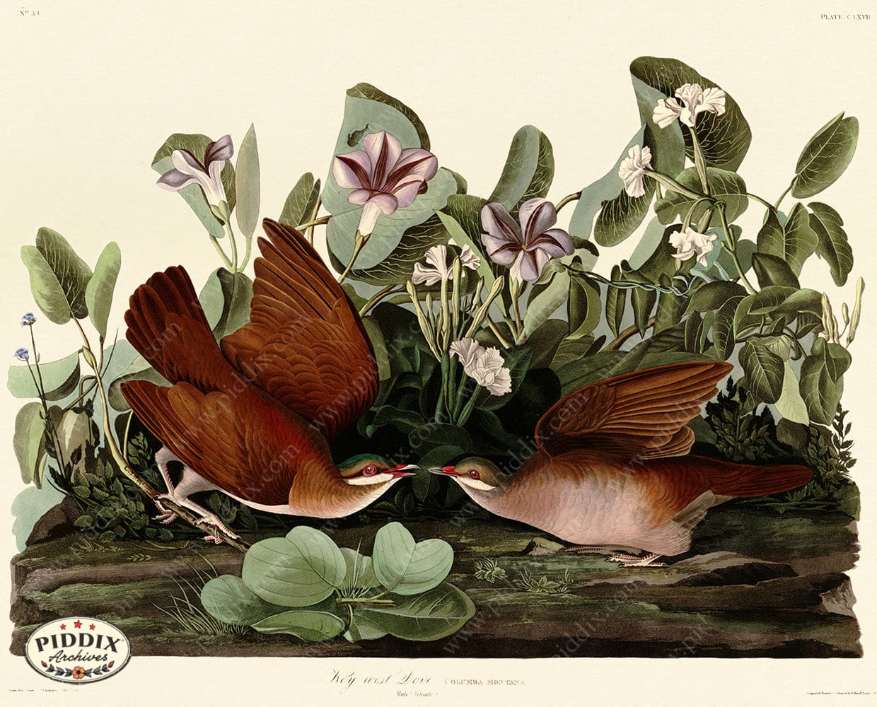 Pdxc20702 -- Audubon Key-West Dove Color Illustration