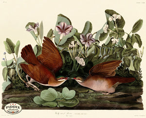 Pdxc20702 -- Audubon Key-West Dove Color Illustration