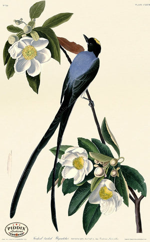 Pdxc20703 -- Audubon Fork-Tailed Flycatcher Color Illustration