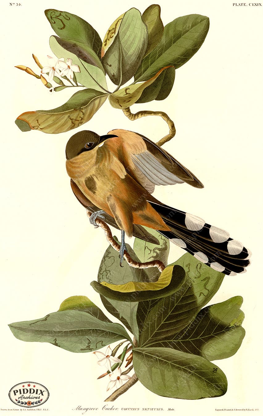 Pdxc20704 -- Audubon Mangrove Cuckoo Color Illustration