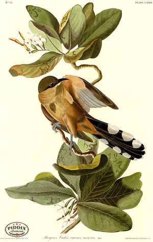 Pdxc20704 -- Audubon Mangrove Cuckoo Color Illustration