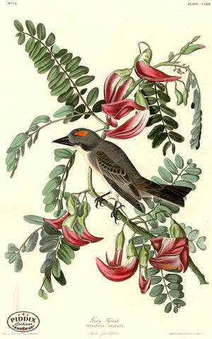 Pdxc20705 -- Audubon Gray Tyrant Color Illustration