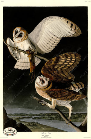 Pdxc20706 -- Audubon Barn Owl Color Illustration