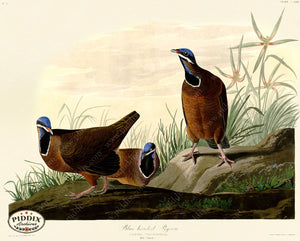 Pdxc20707 -- Audubon Blue-Headed Pigeon Color Illustration
