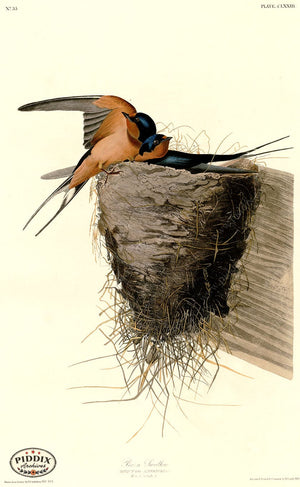Pdxc20708 -- Audubon Barn Swallow Color Illustration