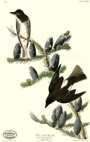 Pdxc20709 -- Audubon Olive Sided Flycatcher Color Illustration