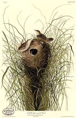 Pdxc20710 -- Audubon Nuttalls Lesser-Marsh Wren Color Illustration