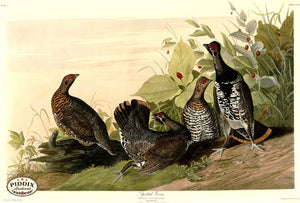Pdxc20711 -- Audubon Spotted Grous Color Illustration