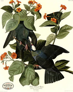 Pdxc20712 -- Audubon White-Crowned Pigeon Color Illustration