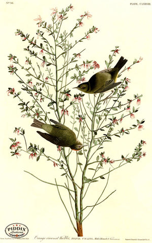 Pdxc20713 -- Audubon Orange-Crowned Warbler Color Illustration